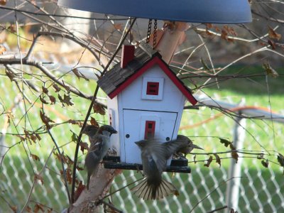 Sparrows fight over the feeder