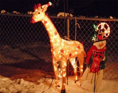 Jeffrey the Christmas giraffe