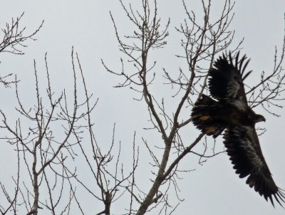 Immature bald eagle with colorful markings