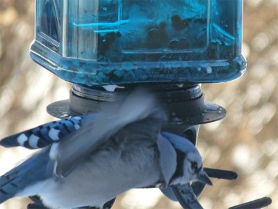 Blue jay and blue feeder