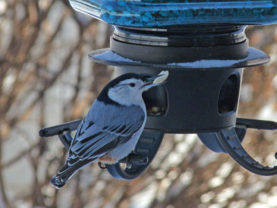 Nuthatch and seed