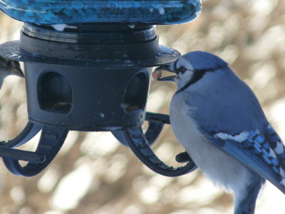 Blue jay and seed