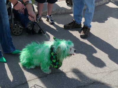 Green doggie