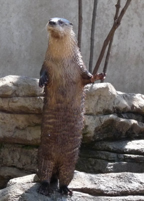 Posing otter
