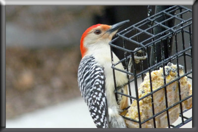 Red bellied woodpecker