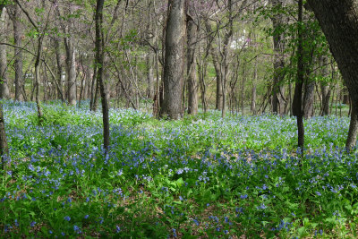 Blue forest floor