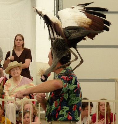 Gray crowned crane