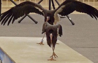 Abdim's storks