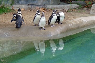 Playful penguins