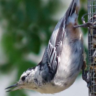 Nutty nuthatch