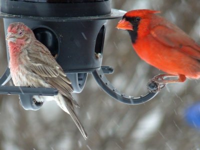rose finch and cardinal