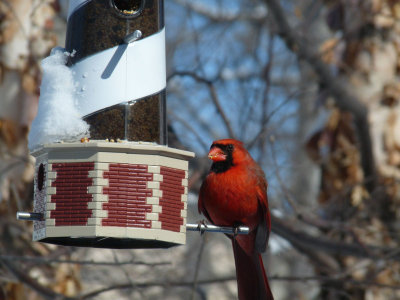 cardinal on lighthouse