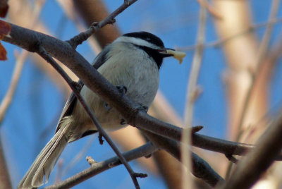 chickadee