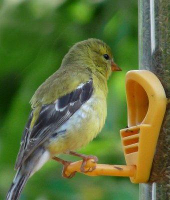 goldfinch