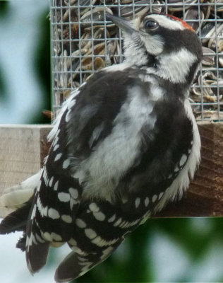 male downey woodpecker