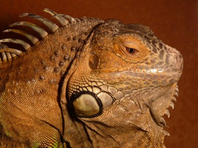 Iguana eyes