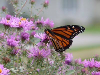 Monarch and aster