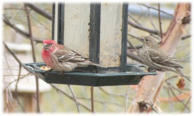 Finches in the backyard
