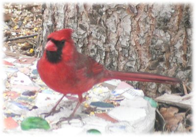 Cardinal on stepping stone