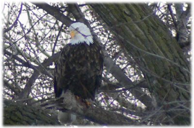 Bald eagle in cottonwood