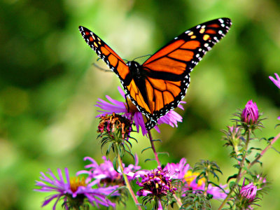 Monarch on purple asters