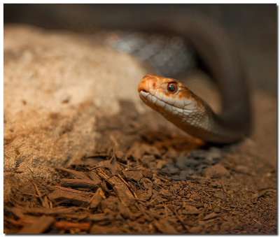 Ssssssnake....