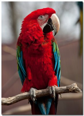Polly