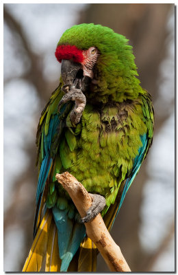 Moulting