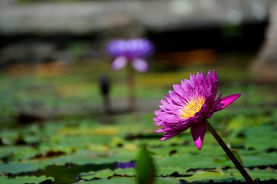Lilly at Lilypons