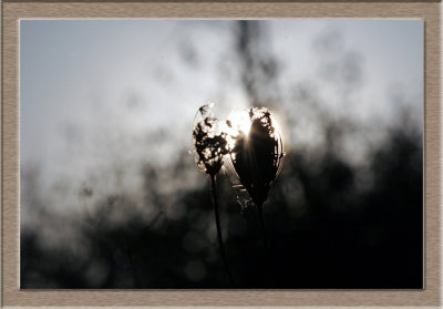 Sun_backlight.jpg