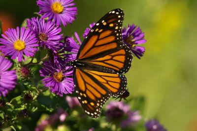 Monarch
