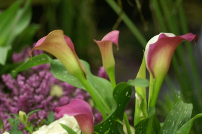 2009 Macys Flower Show 18.JPE