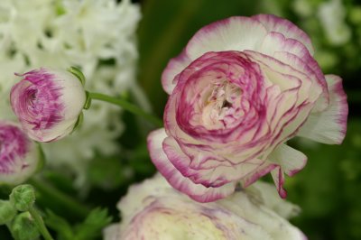 2009 Macys Flower Show 22.JPE
