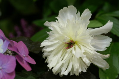 2009 Macys Flower Show 23.JPE