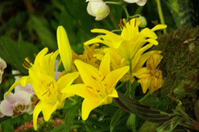 2009 Macys Flower Show 29.JPE