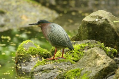 Green Heron