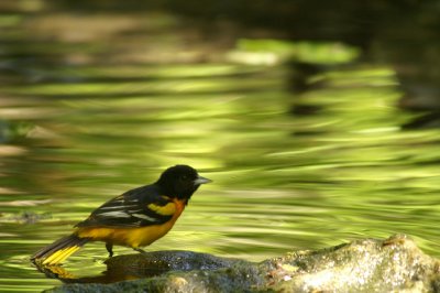 Baltimore Oriole 