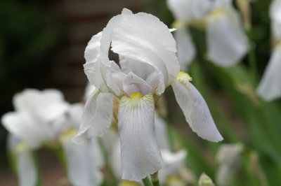 Iris 6.JPE