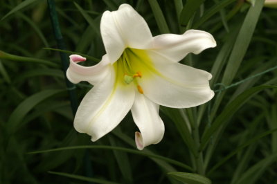 2009 Dutch Bulb Exhibit-NYBG 26.JPE