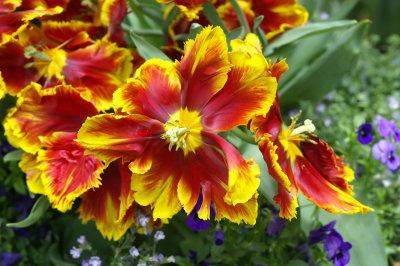 2009_nybg_dutch_bulb_exhibition