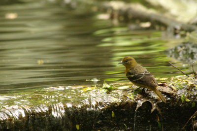 Baltimore Oriole 