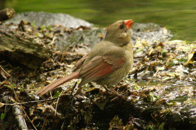 grosbeaks_tanangers_cardinals