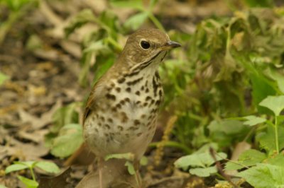 Thrush 