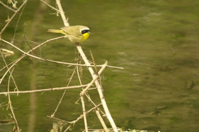Common Yellowthroat
