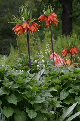crown_imperial