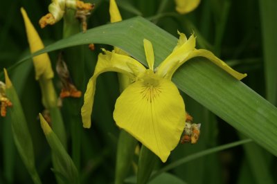 Iris 3.jpg
