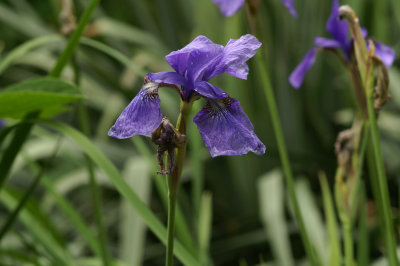 Iris 9.jpg