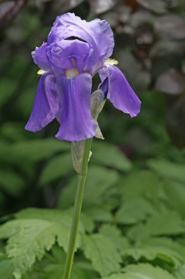 Iris 14.jpg