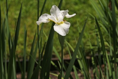 Siberian Iris 1.jpg