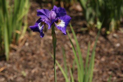 Siberian Iris 4.jpg